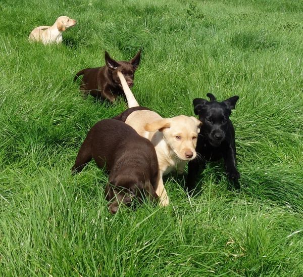 Exclusive Labrador Welpen mit Papieren