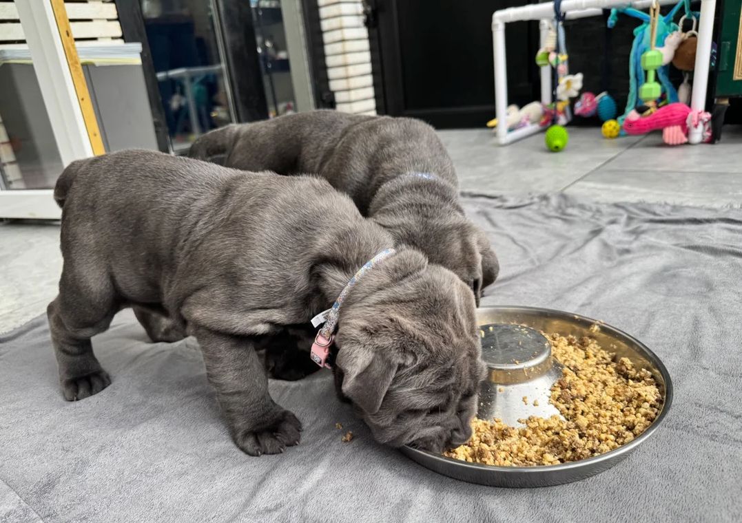 Welpen der Rasse Mastino Napoletano zu verkaufen.