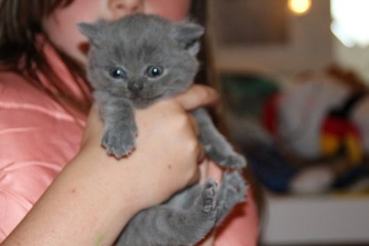 BKH Katzenbabys
