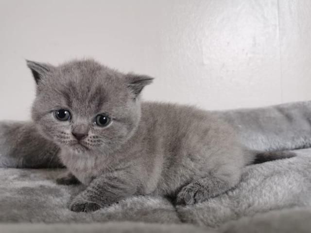 Wunderschöne, reinrassige BKH Kitten Kätzchen