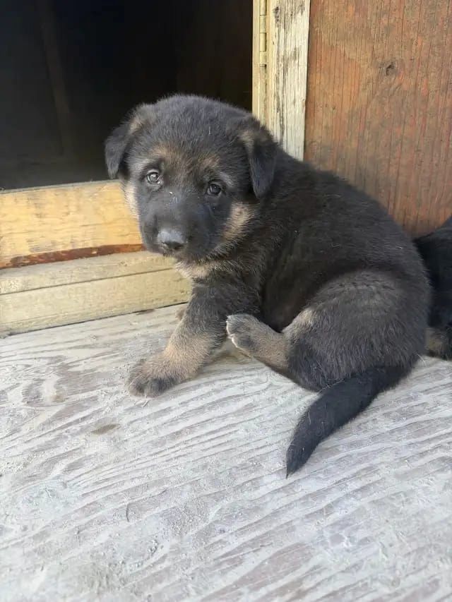 Shar-Pei-Welpen in Deutschland