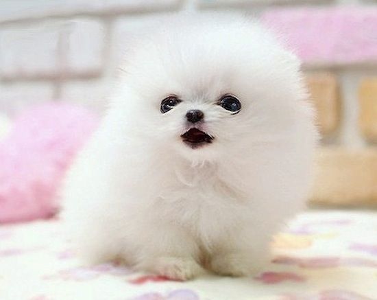 Pomeranian zwergspitz welpen suchen ein neues zuhause