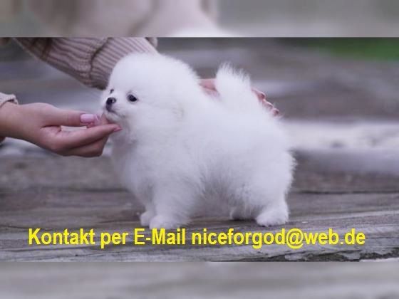 Zwergspitz Pomeranian-Welpen mit Stammbaum bereit