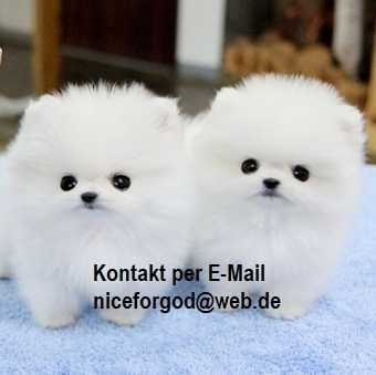 Pomeranian Zwergspitz Welpen ZUM VERSCHENKEN