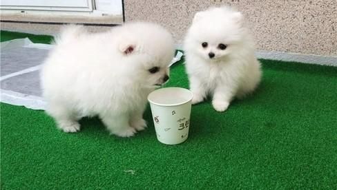Miniatur Pomeranian Zwergspitz Welpen