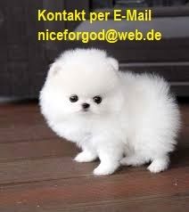 Wunderschöne Zwergspitz Pomeranian-Welpen