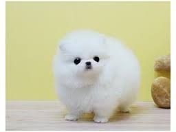 Wunderschöne Pomeranian-Welpen