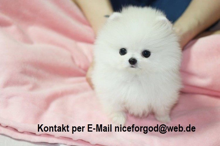 Pomeranian Zwergspitz Welpen Boo