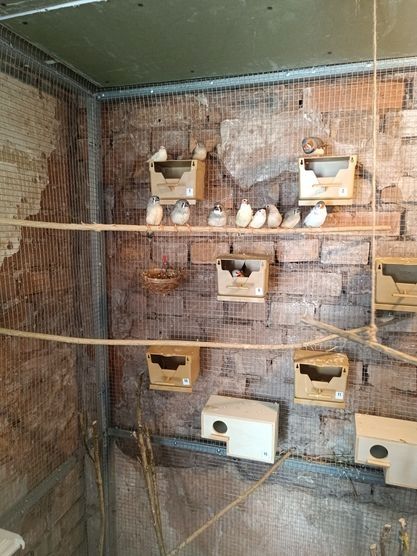 Zebrafinken aus Hobbyzucht in verschiedene Farben !