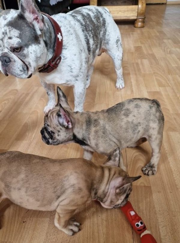 Exclusive Süsse Französisch Bulldogge mit Papieren