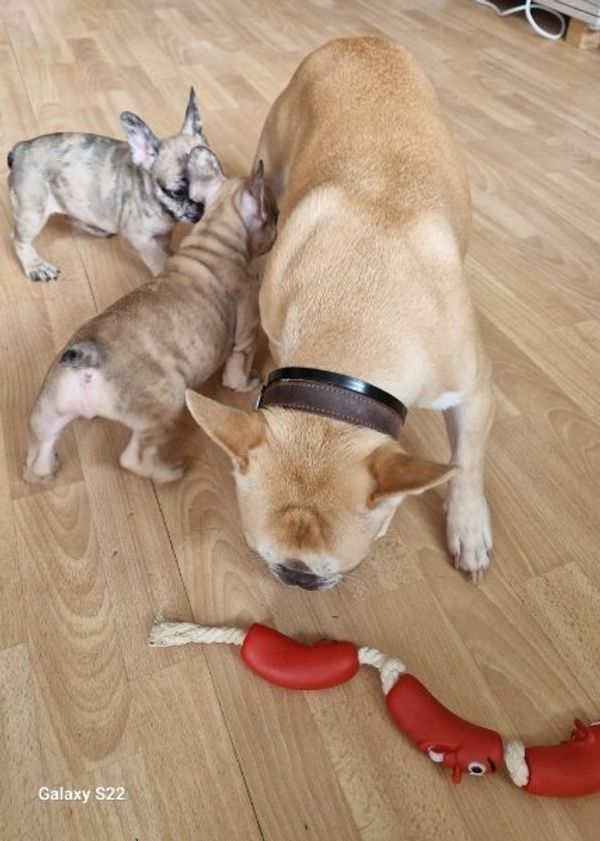 Exclusive Süsse Französisch Bulldogge mit Papieren