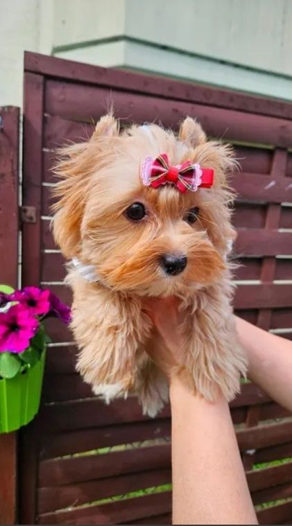 Biewer Yorkshire Terrier Hündin