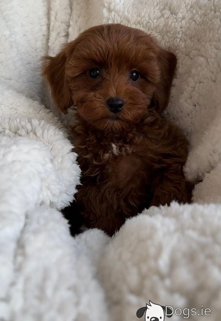 Maltipoo welpen