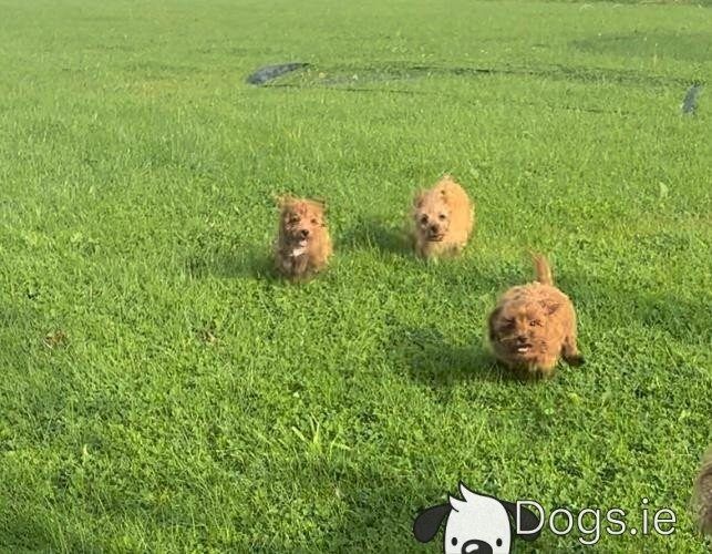 Maltipoo welpen