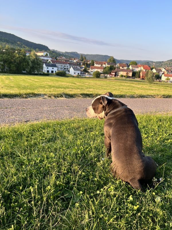 American Bulldog Mischlingswelpe