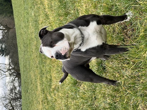 American Bulldog Mischlingswelpe