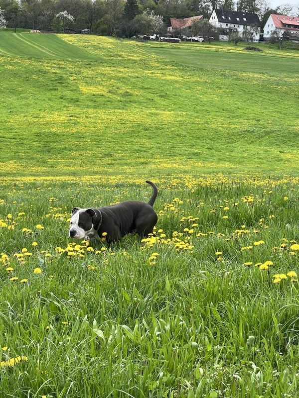 American Bulldog Mischlingswelpe