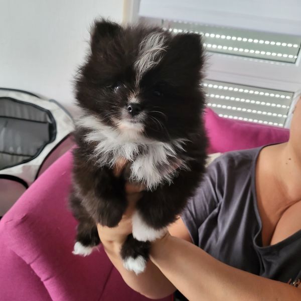 Wundervolle Pomeranian Welpen