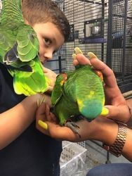 Amazonenpapageien abzugeben