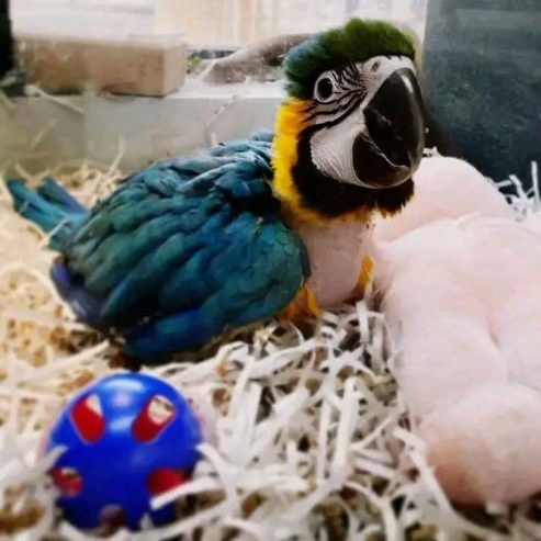 Papageien-Jungvögel verfügbar