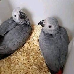 Papageien und ihre befruchteten Eier aller Arten zu verkaufen