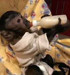 Kapuzineraffen mit „Babygesicht“