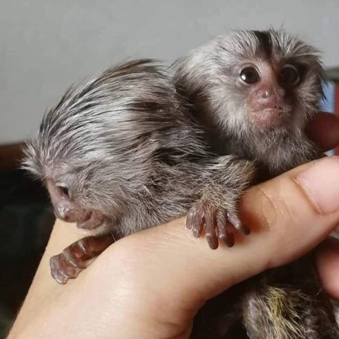 Marmosetten suchen ein liebevolles Zuhause