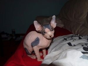 Sphynx-Kätzchen