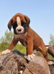 Gesunde Boxer-Welpen