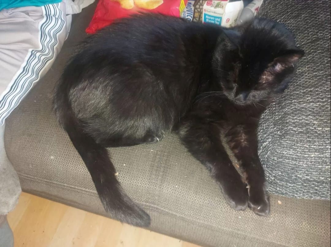 Liebevolles Zuhause für Katzen gesucht