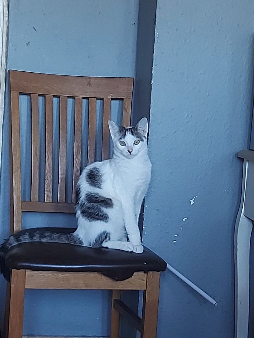Liebevolles Zuhause für Katzen gesucht