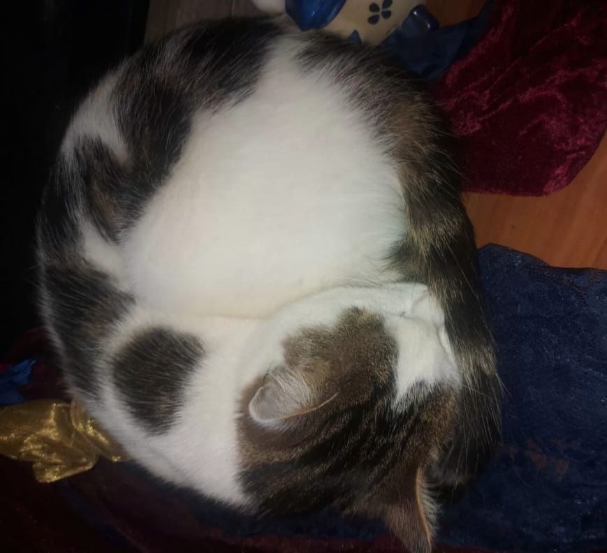 Liebevolles Zuhause für Katzen gesucht