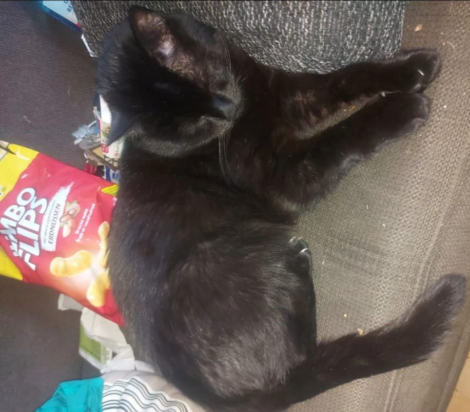 Liebevolles Zuhause für Katzen gesucht