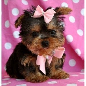 Yorkie Welpen verfügbar