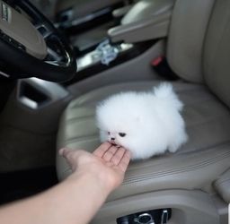 Zwergspitz-Pomeranian Welpen