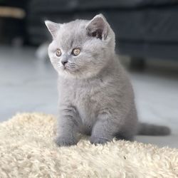 Britisch Kurzhaar Katzchen &nbsp;