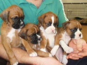 Gesunde Boxer-Welpen