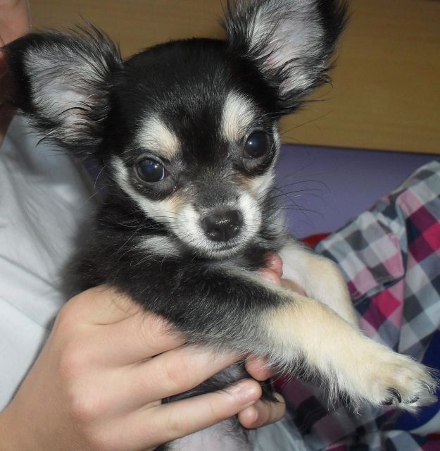 Chihuahua-Welpen