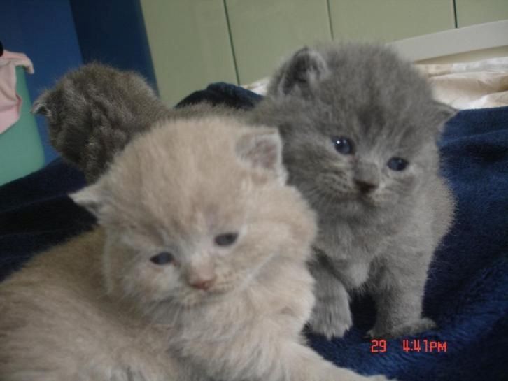 Britisch-Kurzhaar-Kater und -Kätzchen (BKH)