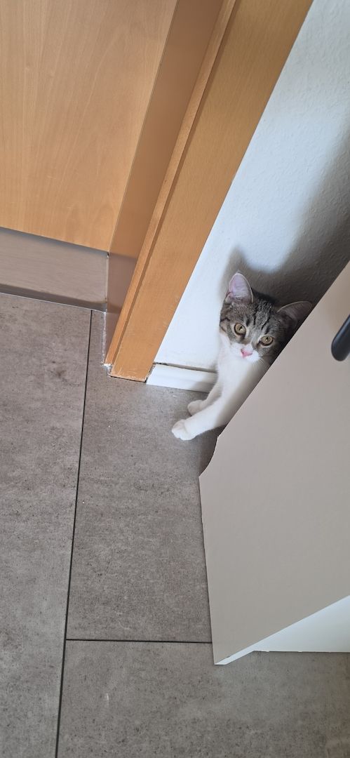 Kitten
