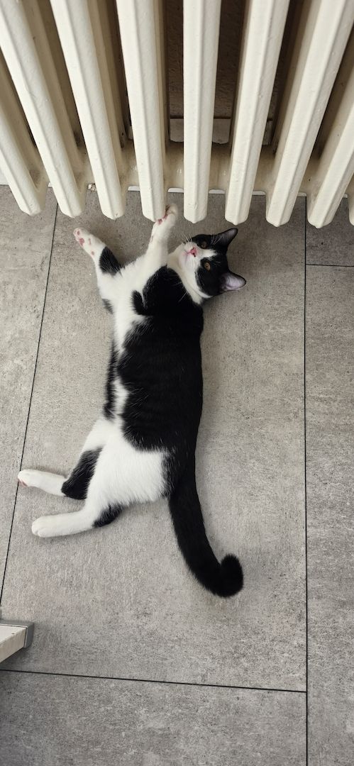 Kitten