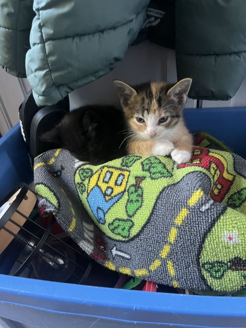 Kitten Suchen ein Zuhause