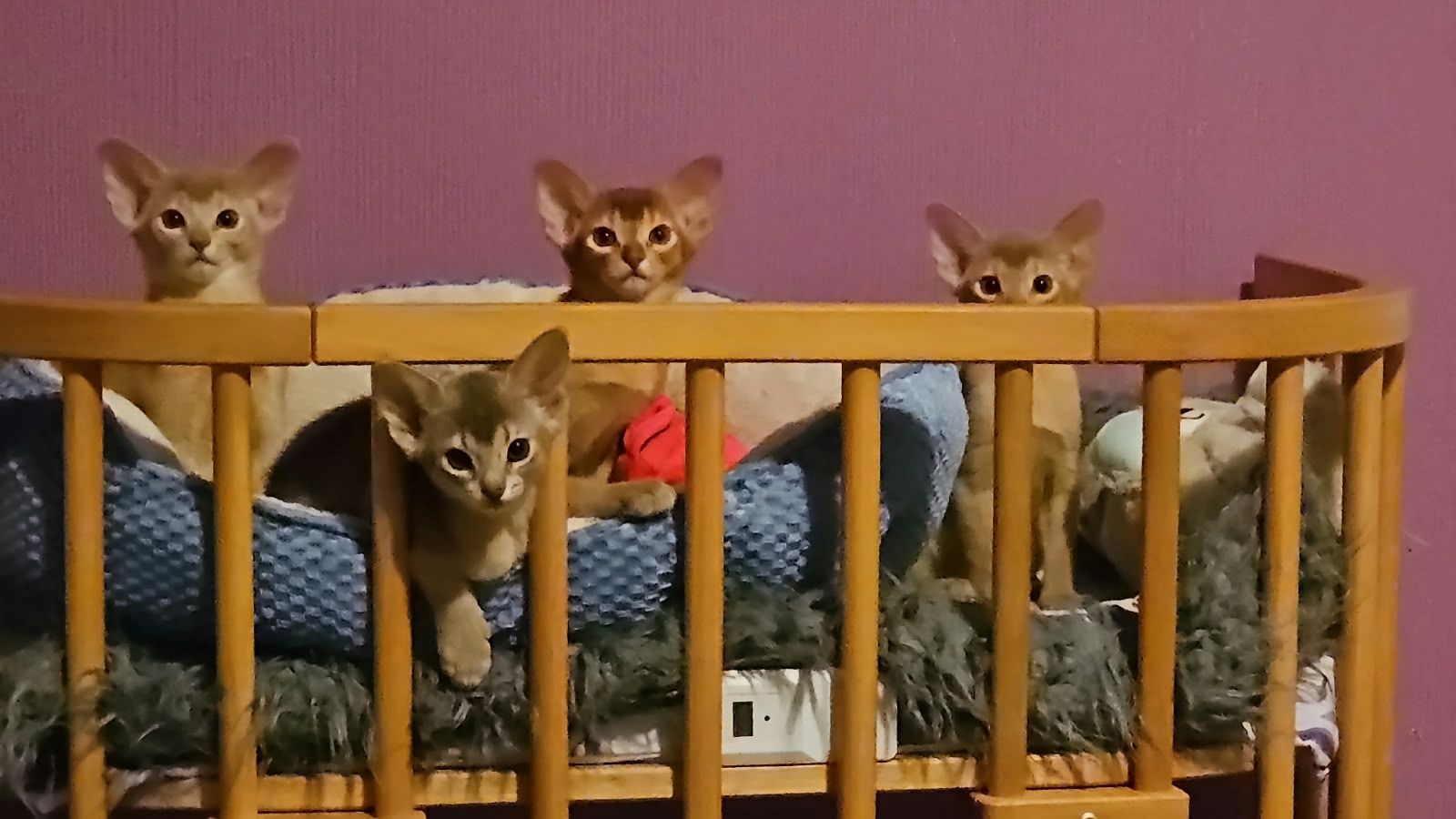 Reinrassige Abessinier -Kitten suchen ihr Glück – kleine Persönlichkeiten auf Samtpfoten!