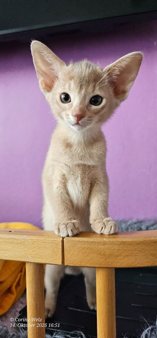 Reinrassige Abessinier -Kitten suchen ihr Glück – kleine Persönlichkeiten auf Samtpfoten!