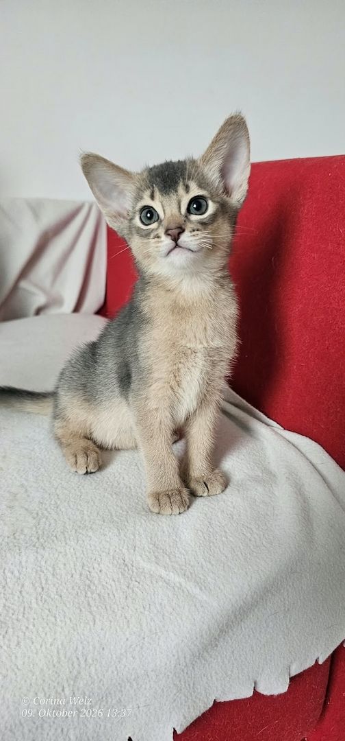 Reinrassige Abessinier -Kitten suchen ihr Glück – kleine Persönlichkeiten auf Samtpfoten!