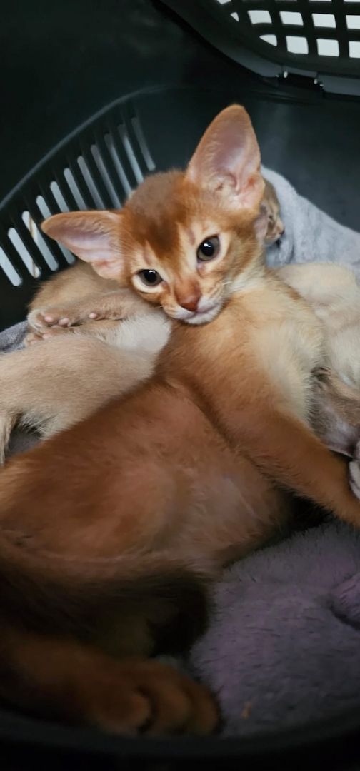 Reinrassige Abessinier -Kitten suchen ihr Glück – kleine Persönlichkeiten auf Samtpfoten!