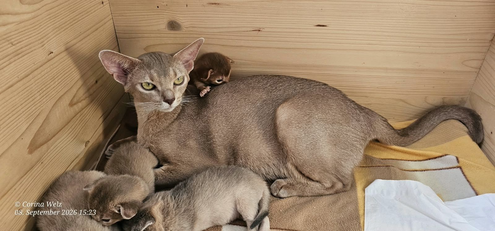 Reinrassige Abessinier -Kitten suchen ihr Glück – kleine Persönlichkeiten auf Samtpfoten!