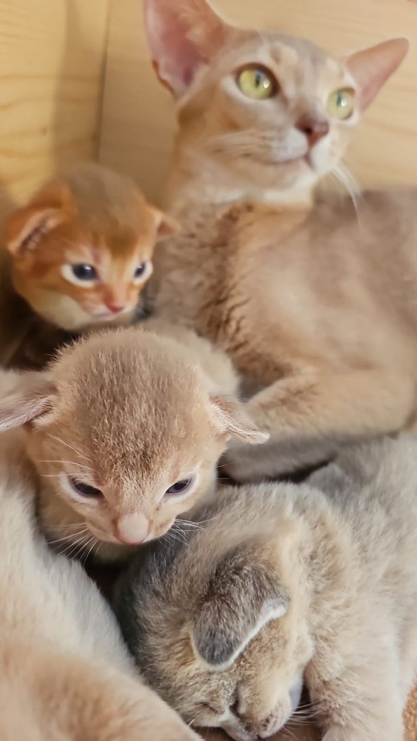 Reinrassige Abessinier -Kitten suchen ihr Glück – kleine Persönlichkeiten auf Samtpfoten!