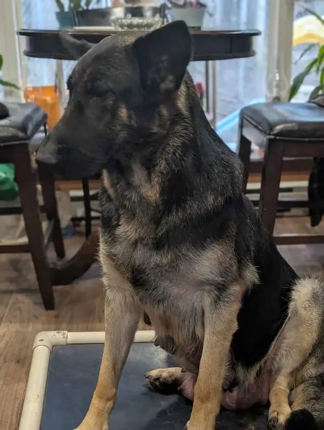Deutsche Schäferhund-Welpen