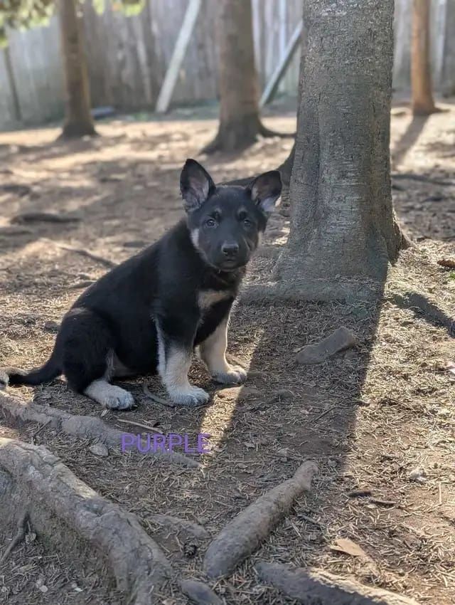 Deutsche Schäferhund-Welpen